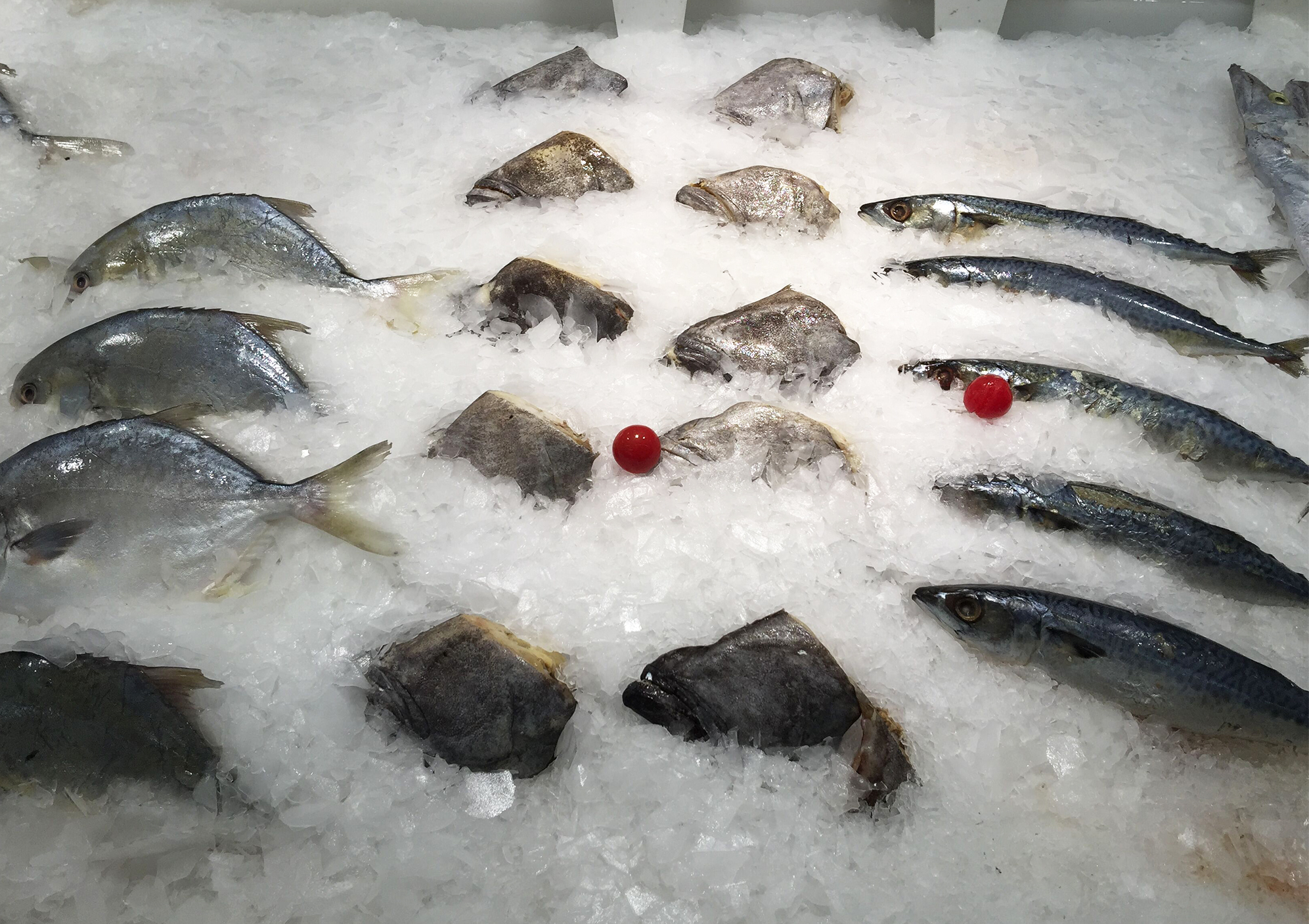 Fresh flake ice used for fast cooling and temperature control in seafood processing