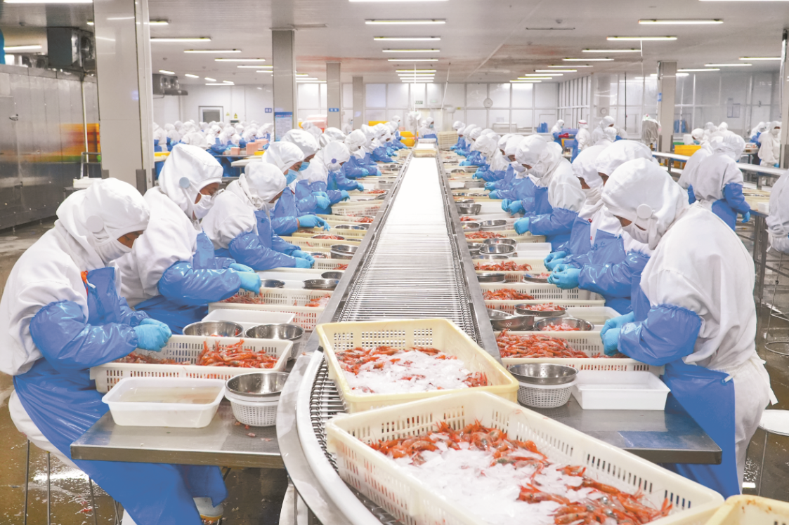 Freshwater flake ice for seafood processing, thin flakes packed around fresh fish fillets